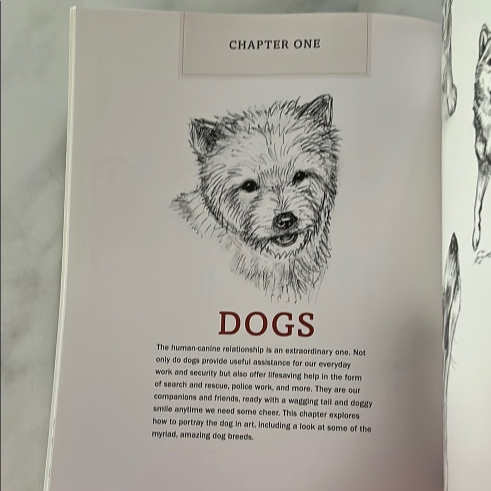 The Artist's Guide to Drawing Animals by J. C. Amberlyn - Picture 7 of 16
